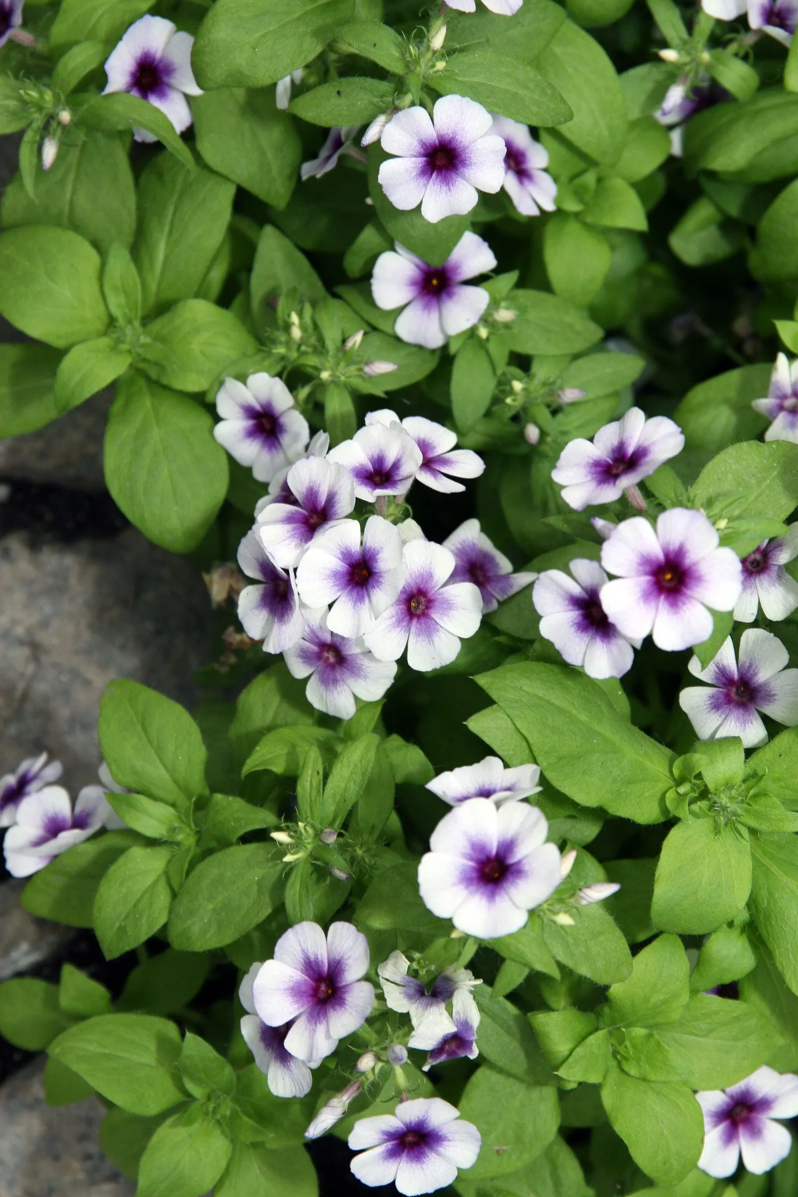 Annual Phlox (Phlox Drummondii) — In full bloom from spring to early fall; making it a favored choice for adding a pop of color to any garden