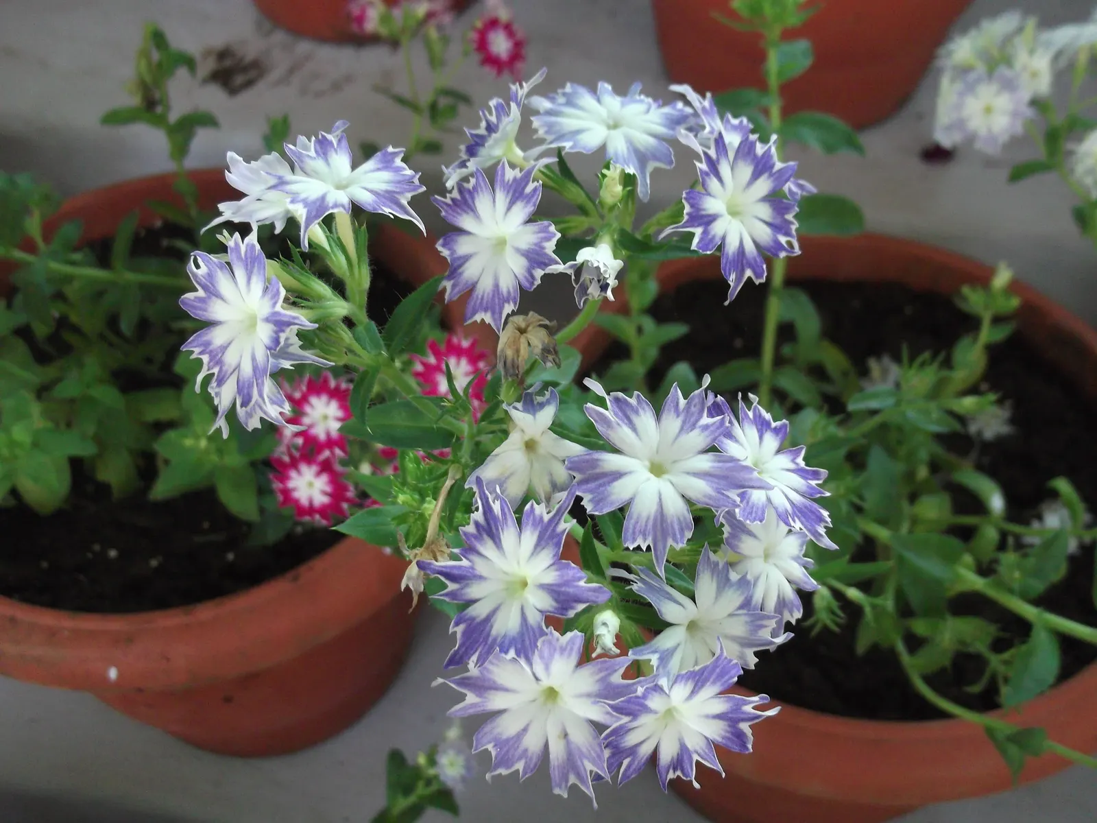 Annual Phlox (Phlox Drummondii) — can attract pollinators like butterflies and hummingbirds; it adds a prolonged splash of color and attracts butterflies to