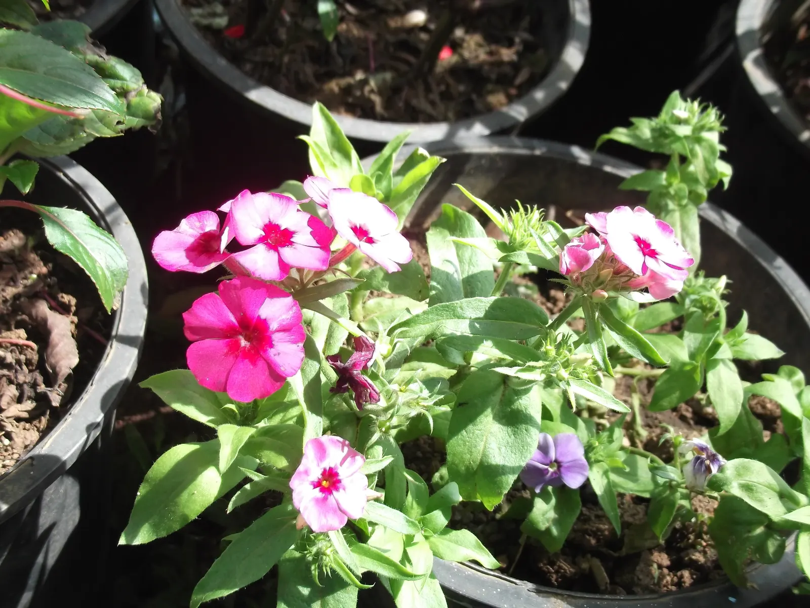 Annual Phlox (Phlox Drummondii) — it thrives in USDA zones 2 through 11; this summer bloomer reaches 6-12 inches in height and spreads up to 12, image 83