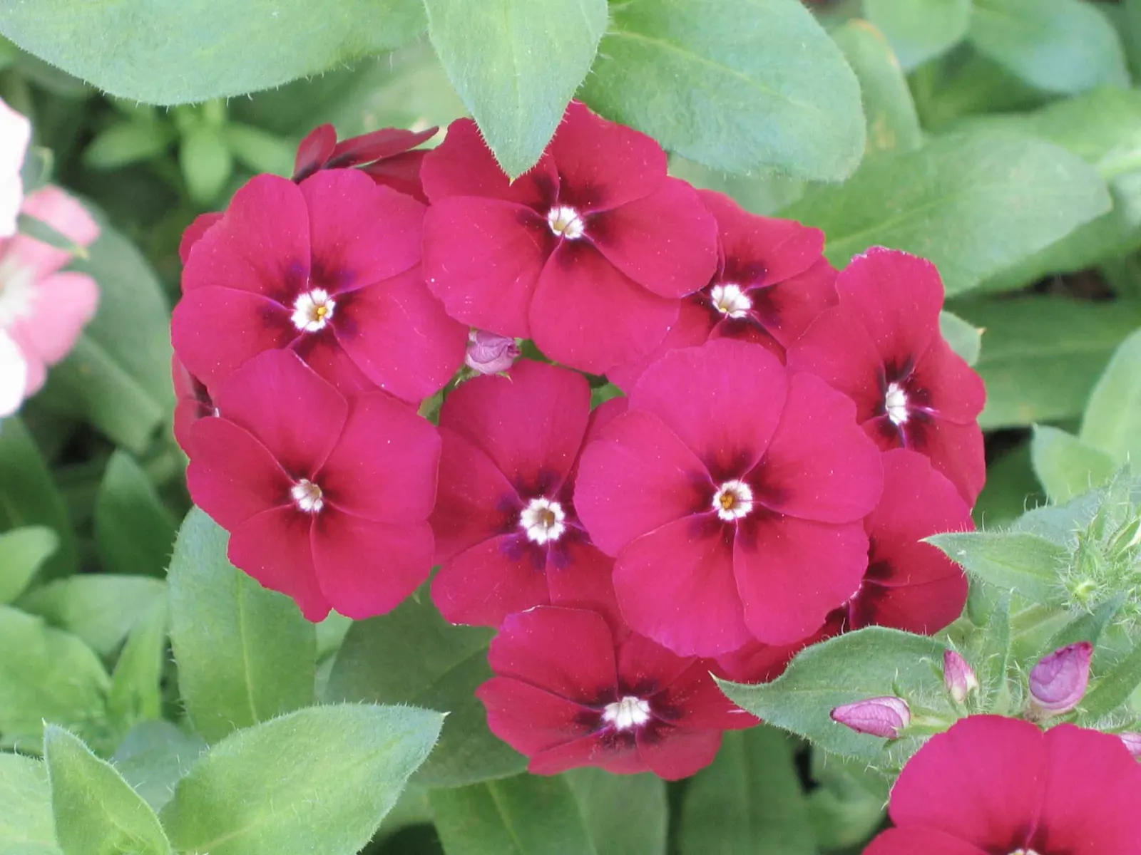 Annual Phlox (Phlox Drummondii) — presents a symphony of vibrant hues; ideal for borders and containers, image 80