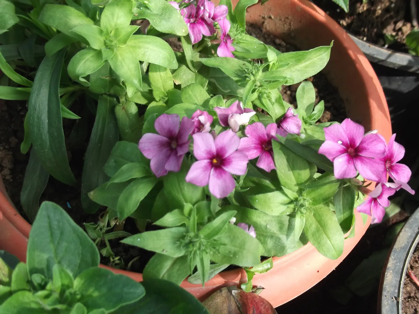 Annual Phlox (Phlox Drummondii) — An area with at least 6 hours of direct sunlight and moderate moisture is ideal; showcasing a spectacle of colors, image 66