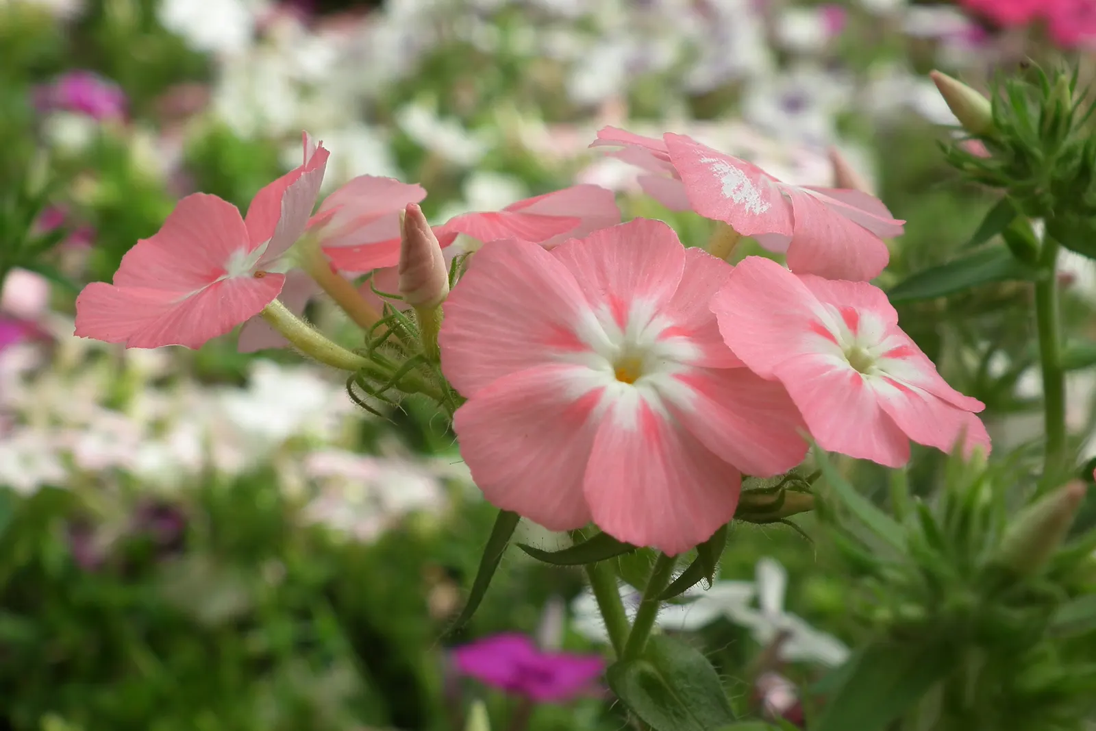 Annual Phlox (Phlox Drummondii) — presents a symphony of vibrant hues; ideal for borders and containers