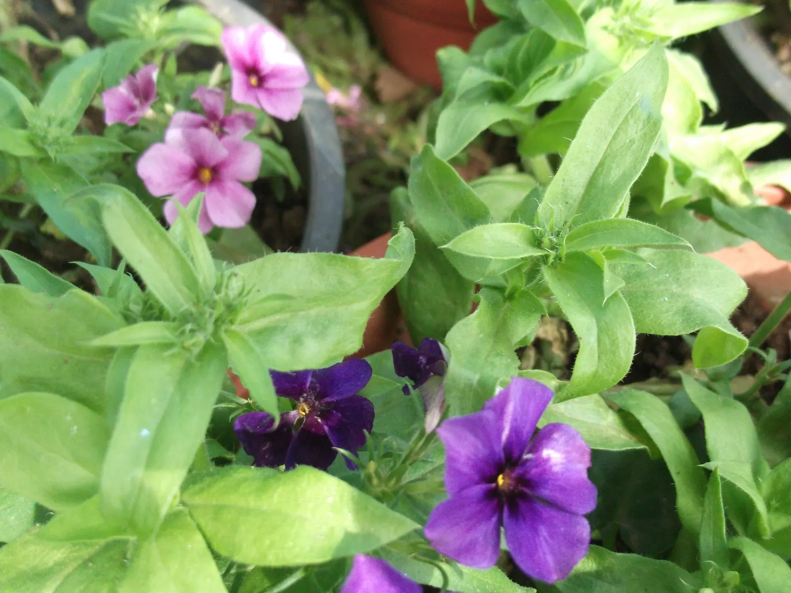 Annual Phlox (Phlox Drummondii) — Whether creating a monochromatic scheme or a tapestry of assorted tones; consider its preference for full sun, image 68