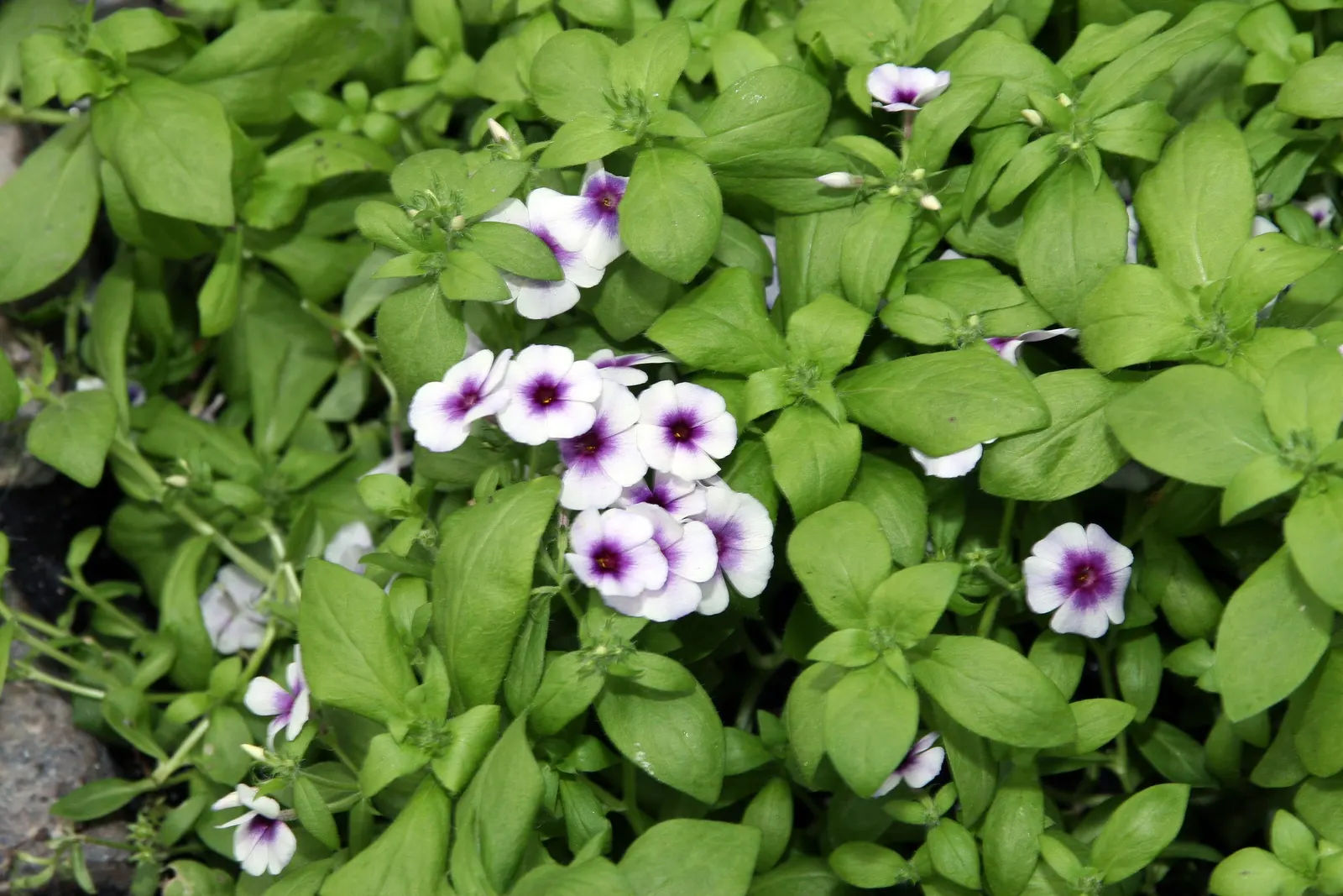 Annual Phlox (Phlox Drummondii) — Whether creating a monochromatic scheme or a tapestry of assorted tones
