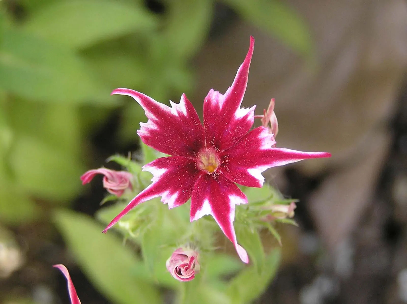 Annual Phlox (Phlox Drummondii) — consider its preference for full sun exposure and well-drained soil for optimal growth and flowering; whether, image 65