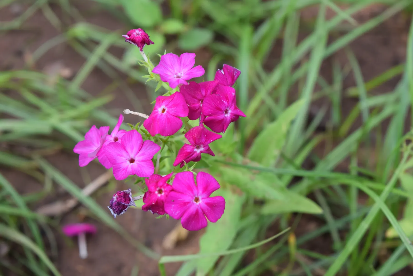 Annual Phlox (Phlox Drummondii) — commonly known as Annual Phlox