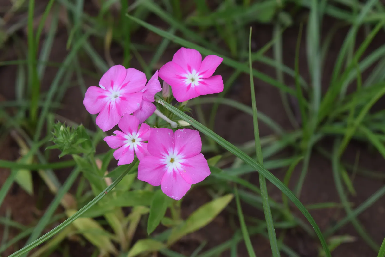 Annual Phlox (Phlox Drummondii) — Ideal for borders and containers; presents a symphony of vibrant hues, image 53