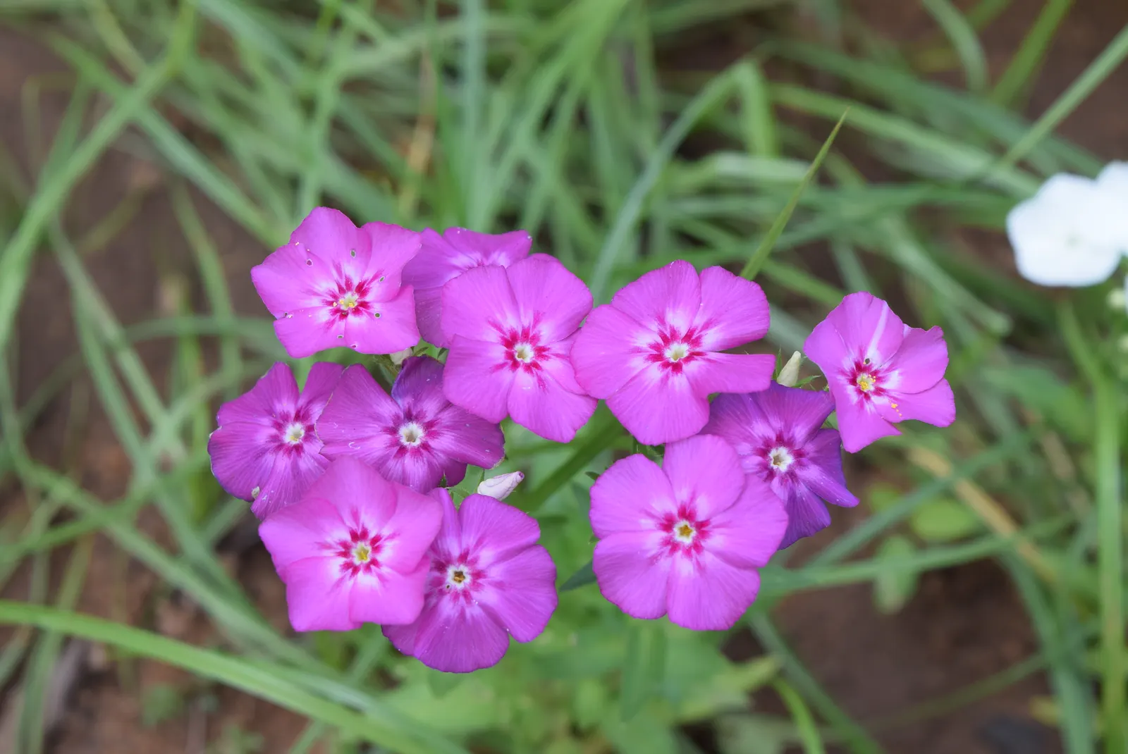 Annual Phlox (Phlox Drummondii) — it thrives in USDA zones 2 through 11; this summer bloomer reaches 6-12 inches in height and spreads up to 12, image 107