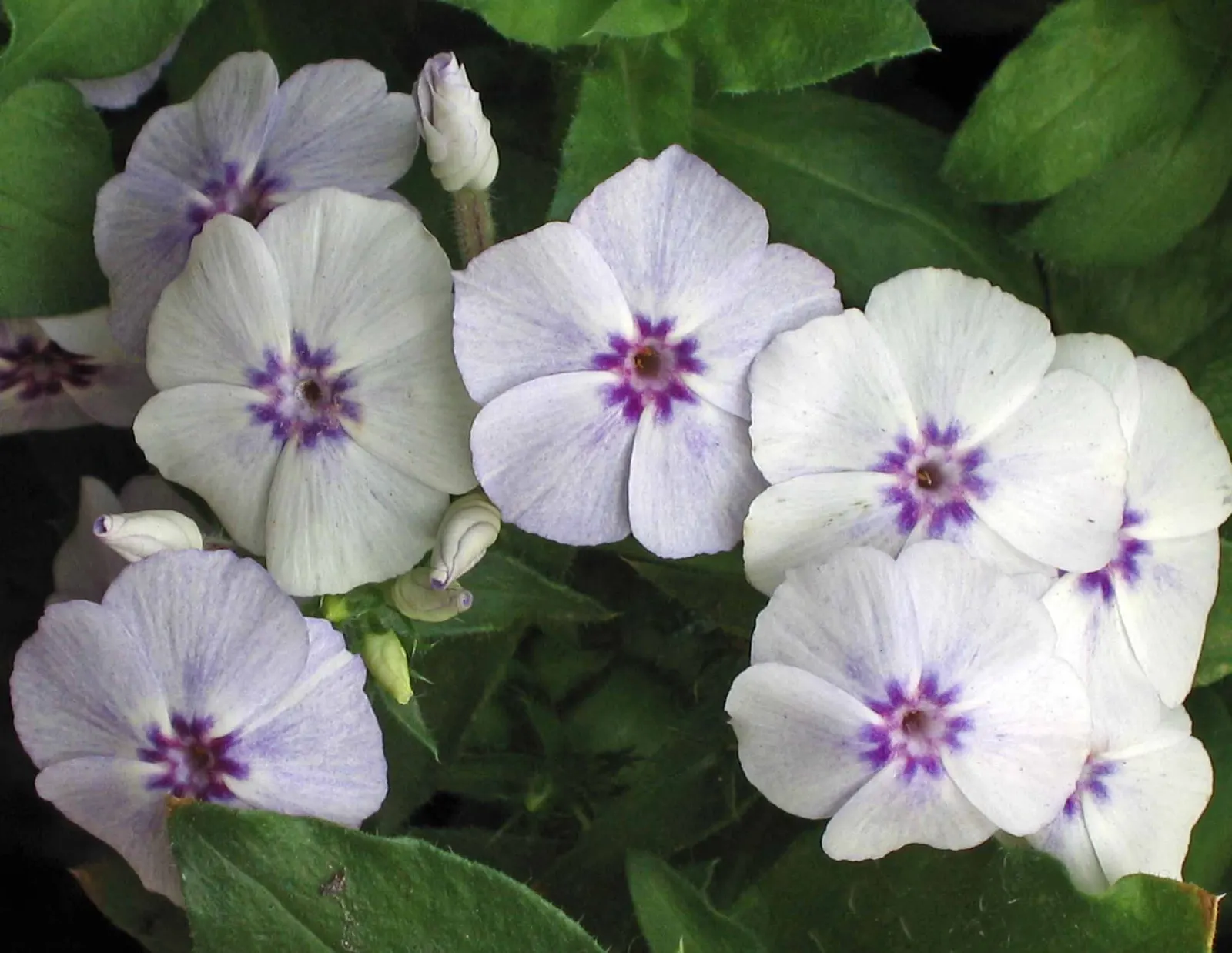 Annual Phlox (Phlox Drummondii) — showcasing a spectacle of colors ranging from white to pink; an area with at least 6 hours of direct sunlight and moderate