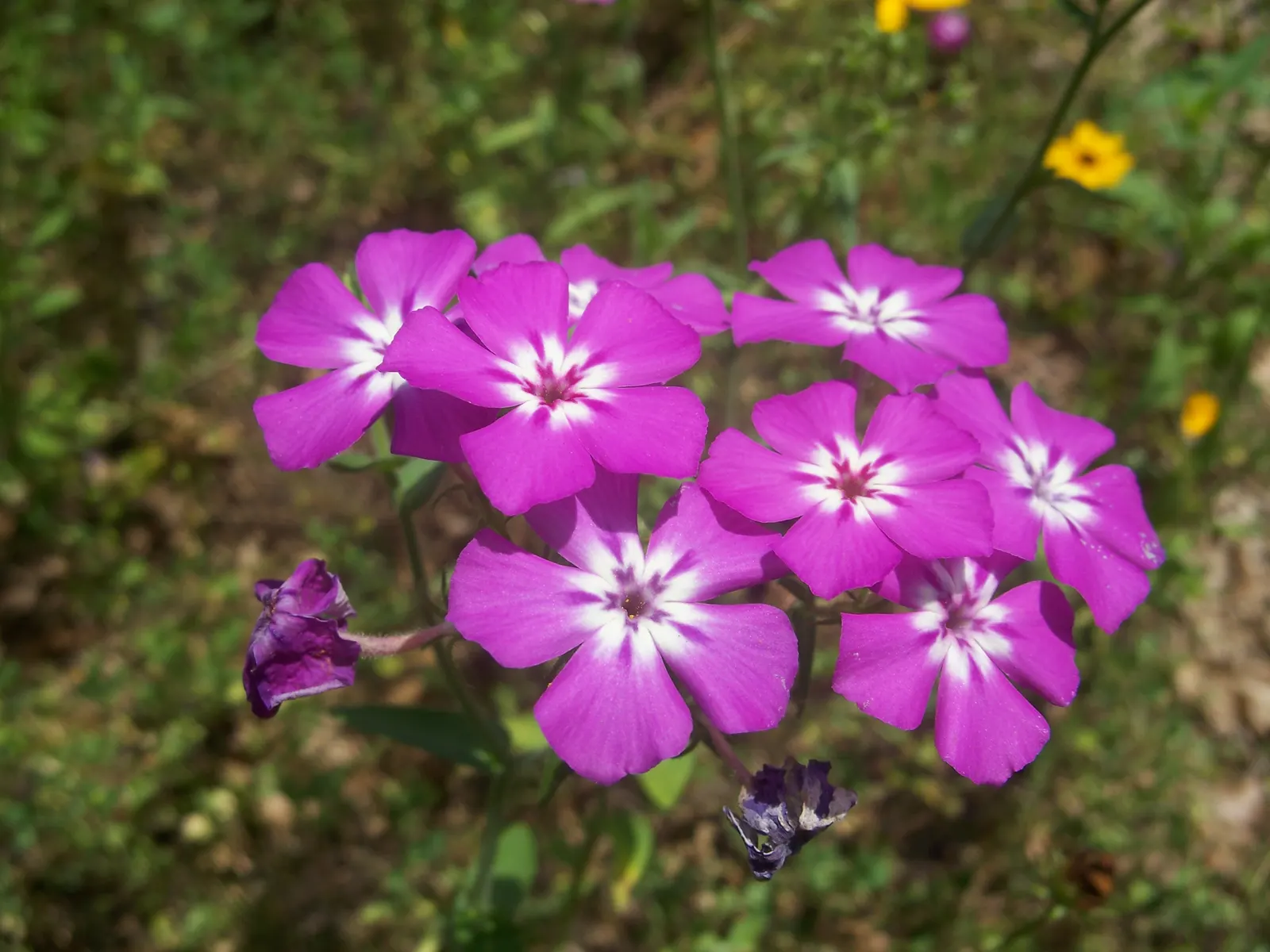 Annual Phlox (Phlox Drummondii) — it adds a prolonged splash of color and attracts butterflies to the landscape; can attract pollinators like, image 78