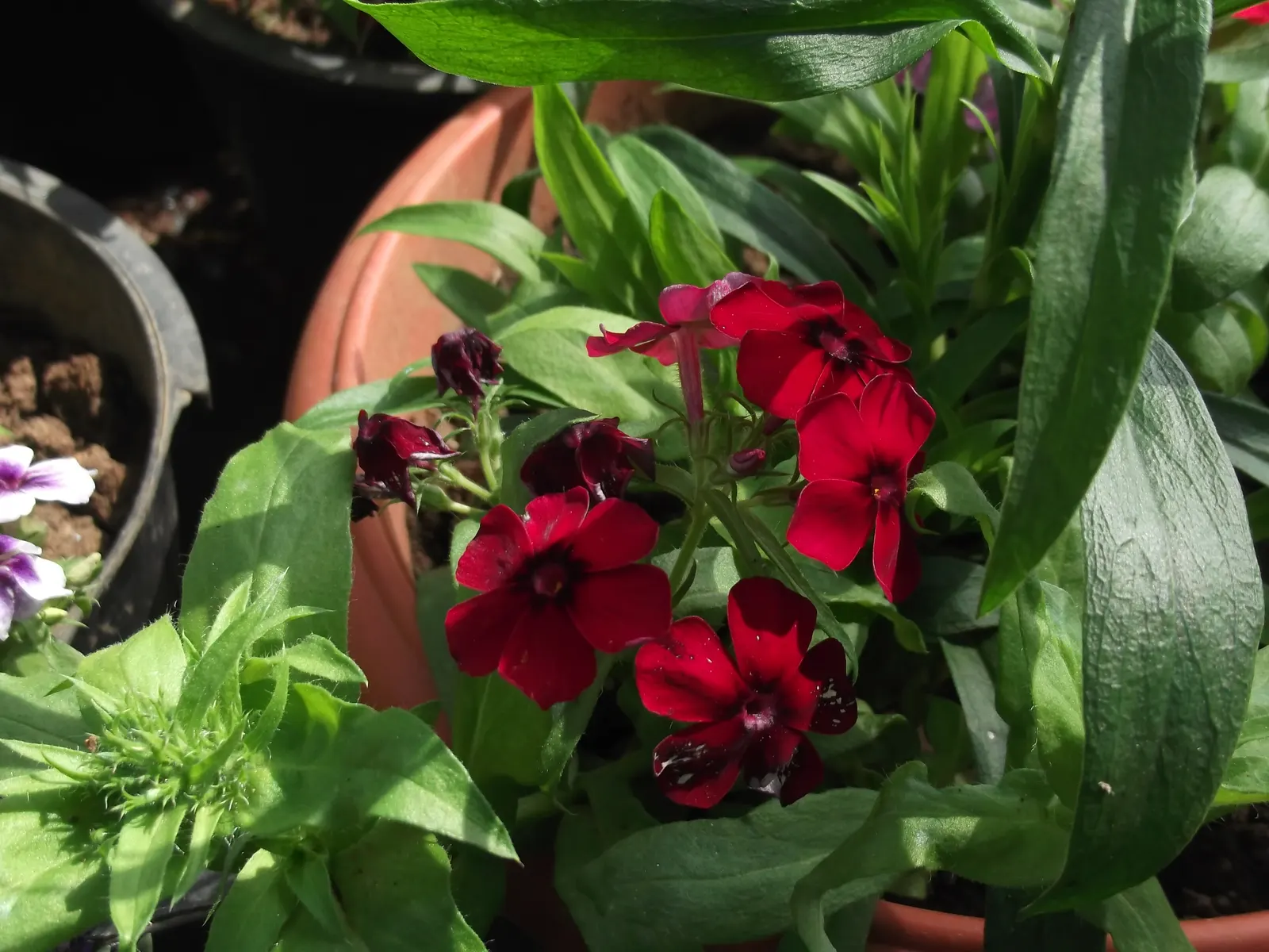 Annual Phlox (Phlox Drummondii) — Phlox drummondii, commonly known as Annual Phlox, is valued for its vibrant, star-shaped flowers