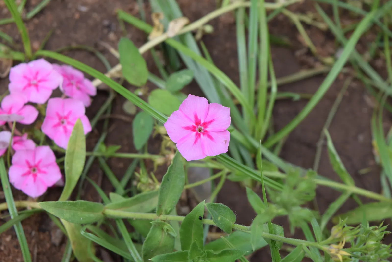 Annual Phlox (Phlox Drummondii) — presents a symphony of vibrant hues; ideal for borders and containers, image 56
