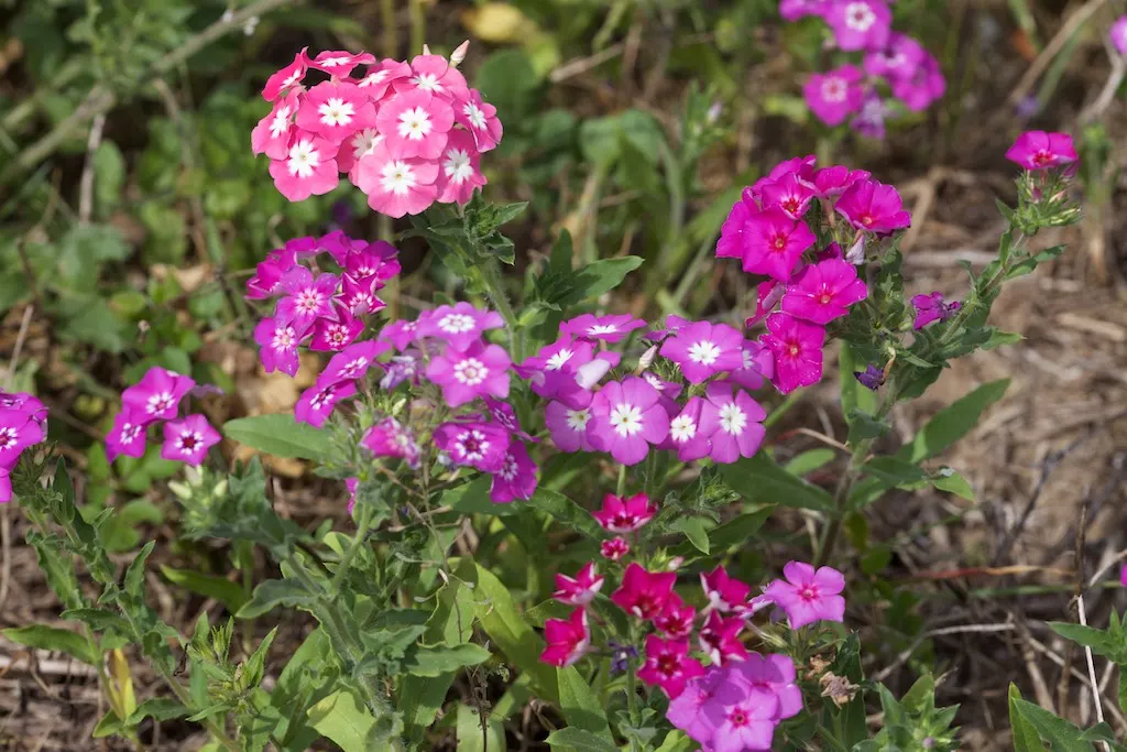 Annual Phlox (Phlox Drummondii) — enriching the garden's ecosystem.<br><br>When designing with Phlox drummondii