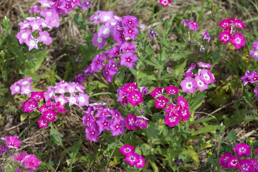 Annual Phlox (Phlox Drummondii) — Originating from central Texas but now widely cultivated; but ensure proper spacing of about 10 to 12 inches, image 106