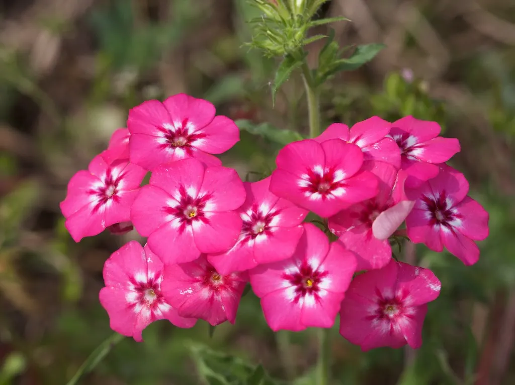 Annual Phlox (Phlox Drummondii) — Ideal for borders and containers; presents a symphony of vibrant hues, image 77