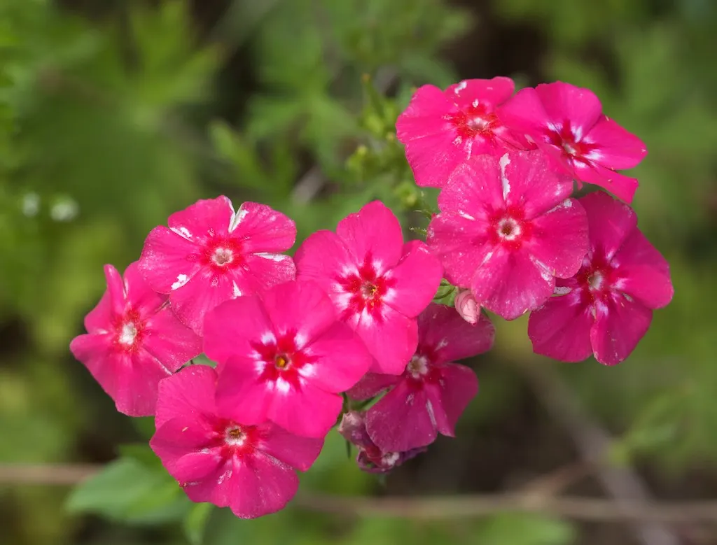 Annual Phlox (Phlox Drummondii) — making it a favored choice for adding a pop of color to any garden; in full bloom from spring to early fall