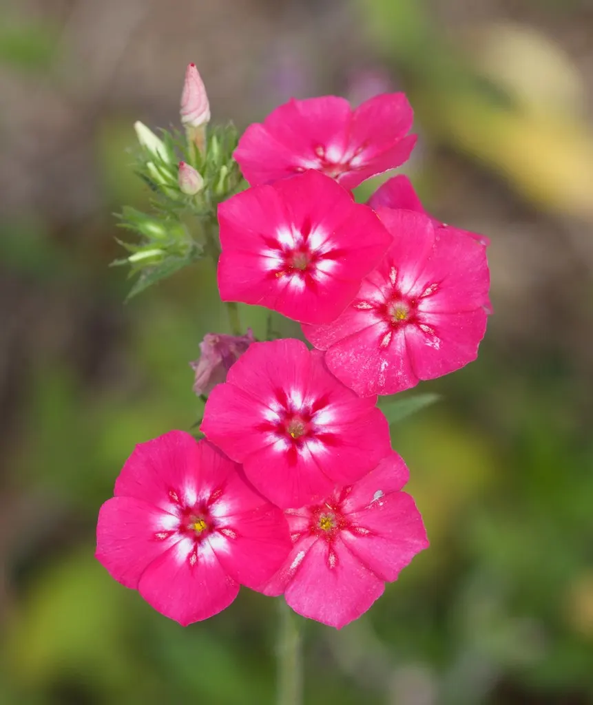 Annual Phlox (Phlox Drummondii) — annual for half or shade