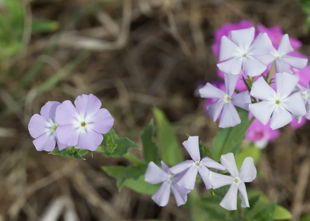 Annual Phlox (Phlox Drummondii) — This summer bloomer reaches 6-12 inches in height and spreads up to 12 inches; it thrives in USDA zones 2 through, image 98