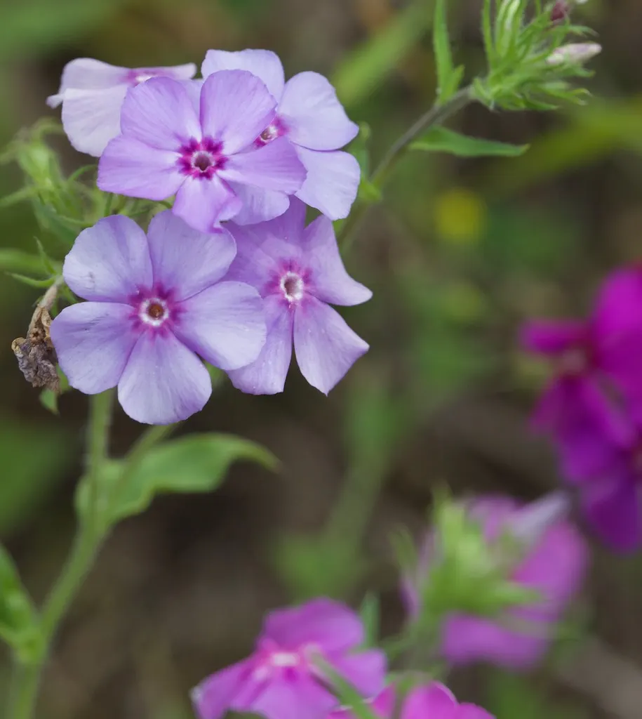 Annual Phlox (Phlox Drummondii) — can attract pollinators like butterflies and hummingbirds; it adds a prolonged splash of color and attracts, image 111