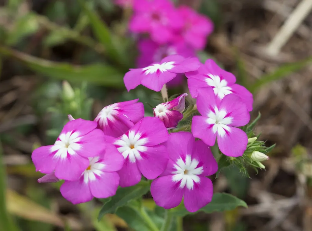 Annual Phlox (Phlox Drummondii) — its clustered star-shaped flowers come in an array of colors including pink; enriching the garden's, image 61