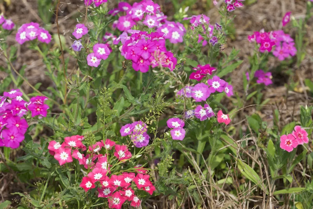 Annual Phlox (Phlox Drummondii) — making it a favored choice for adding a pop of color to any garden; in full bloom from spring to early fall, image 57