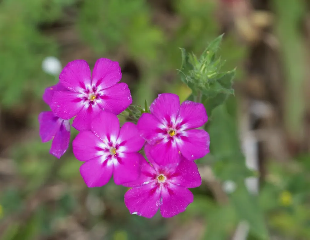 Annual Phlox (Phlox Drummondii) — commonly known as Annual Phlox; multi-colored and pink flowers in the garden, image 79