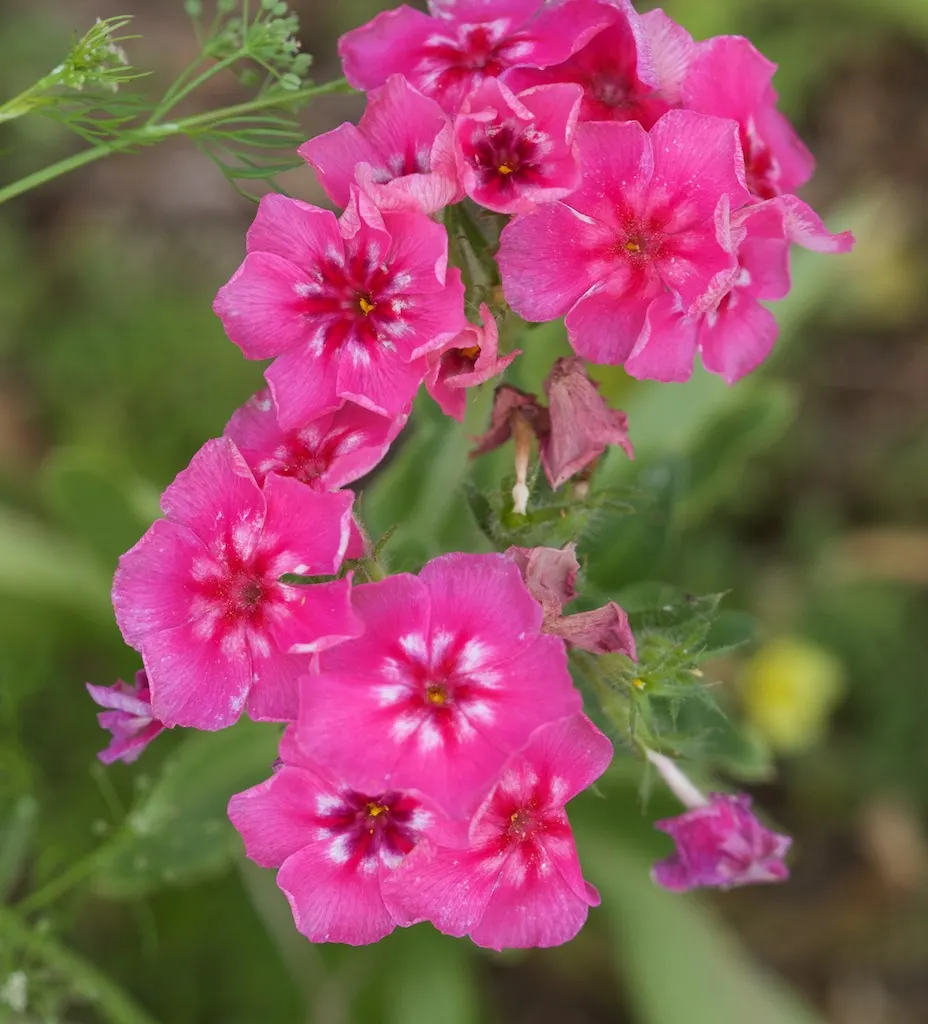 Annual Phlox (Phlox Drummondii) — roughly one inch in diameter