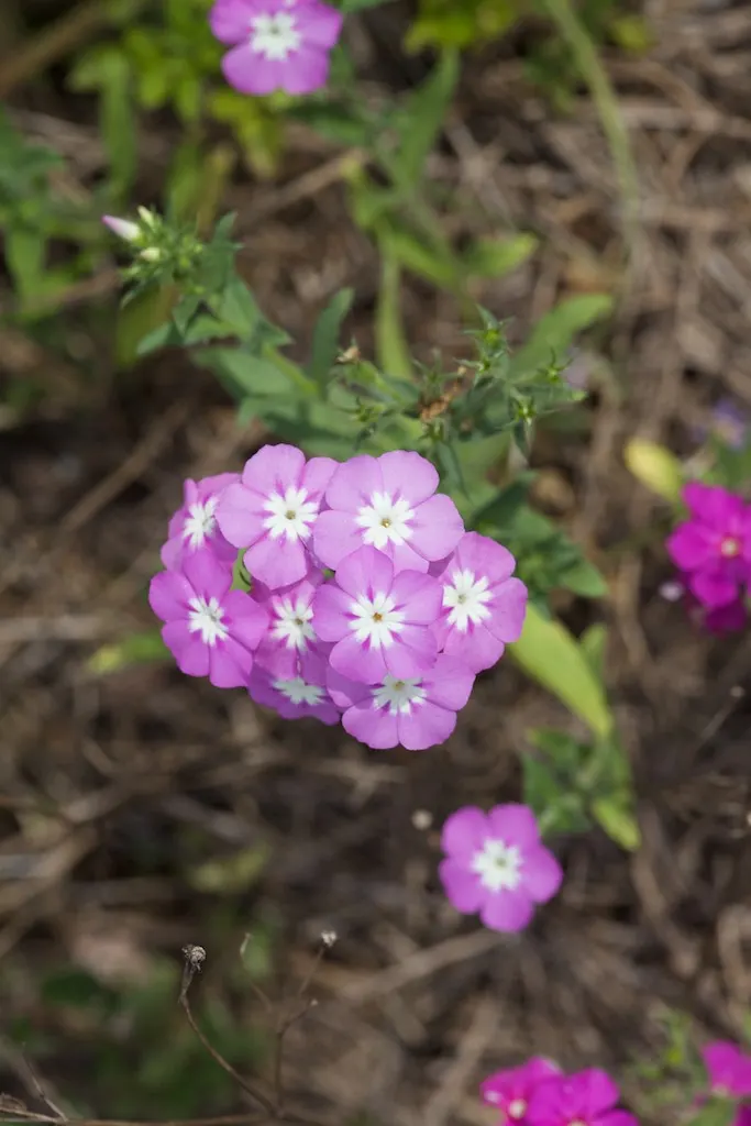 Annual Phlox (Phlox Drummondii) — Whether creating a monochromatic scheme or a tapestry of assorted tones; consider its preference for full sun exposure and