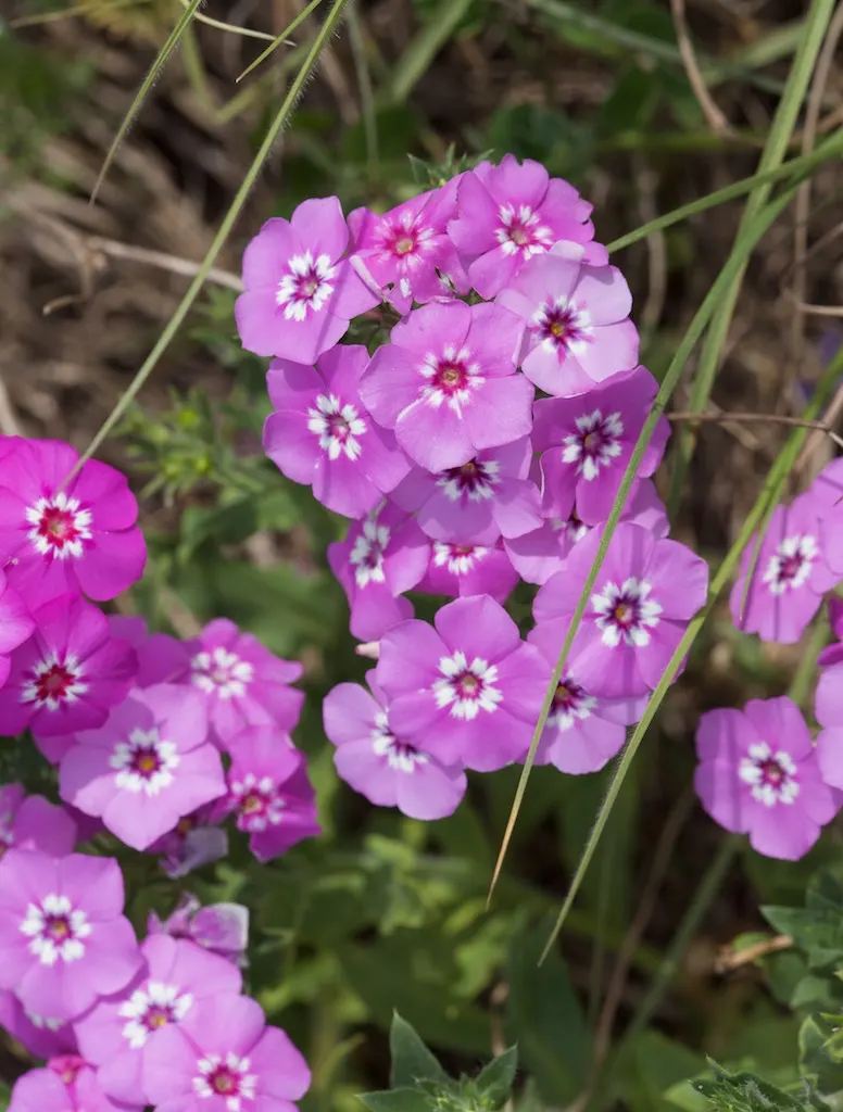 Annual Phlox (Phlox Drummondii) — its clustered star-shaped flowers come in an array of colors including pink; enriching the garden's ecosystem.<br><br>When