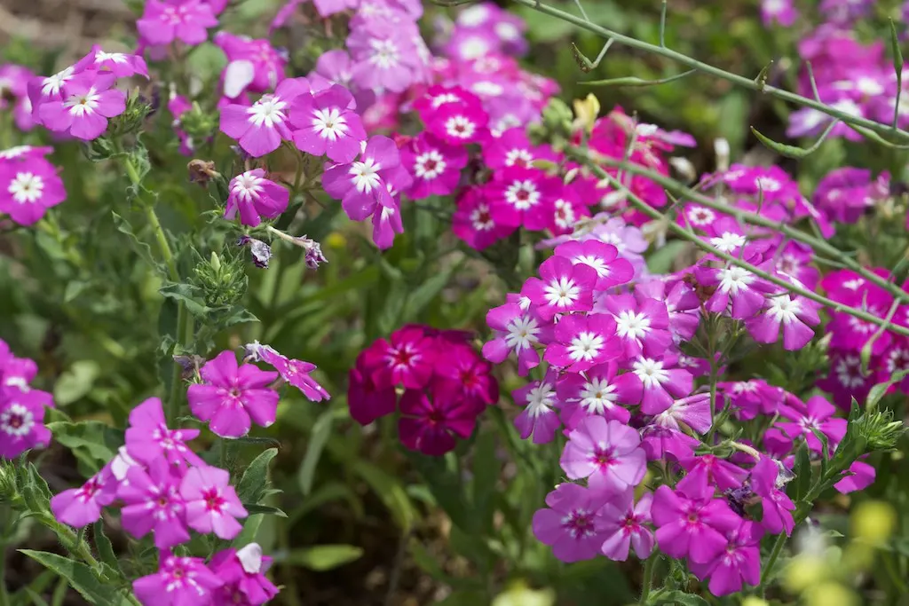Annual Phlox (Phlox Drummondii) — Ideal for borders and containers; presents a symphony of vibrant hues, image 101