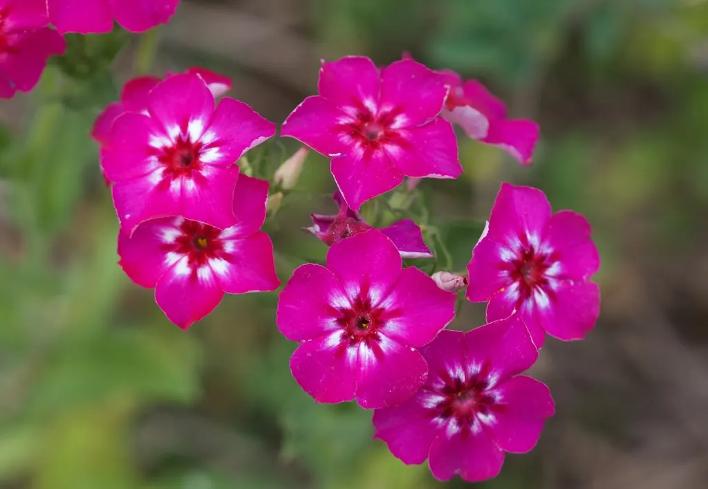 Annual Phlox (Phlox Drummondii) — roughly one inch in diameter; annual with multi-colored and pink blooms