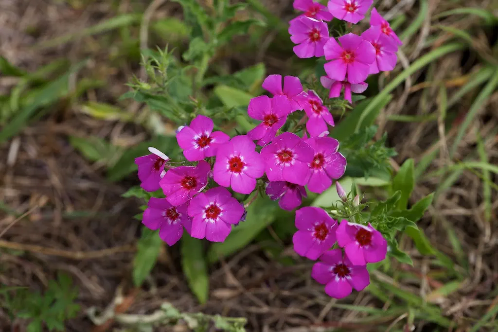 Annual Phlox (Phlox Drummondii) — Phlox drummondii, commonly known as Annual Phlox, is valued for its vibrant, star-shaped flowers; preferring full, image 49