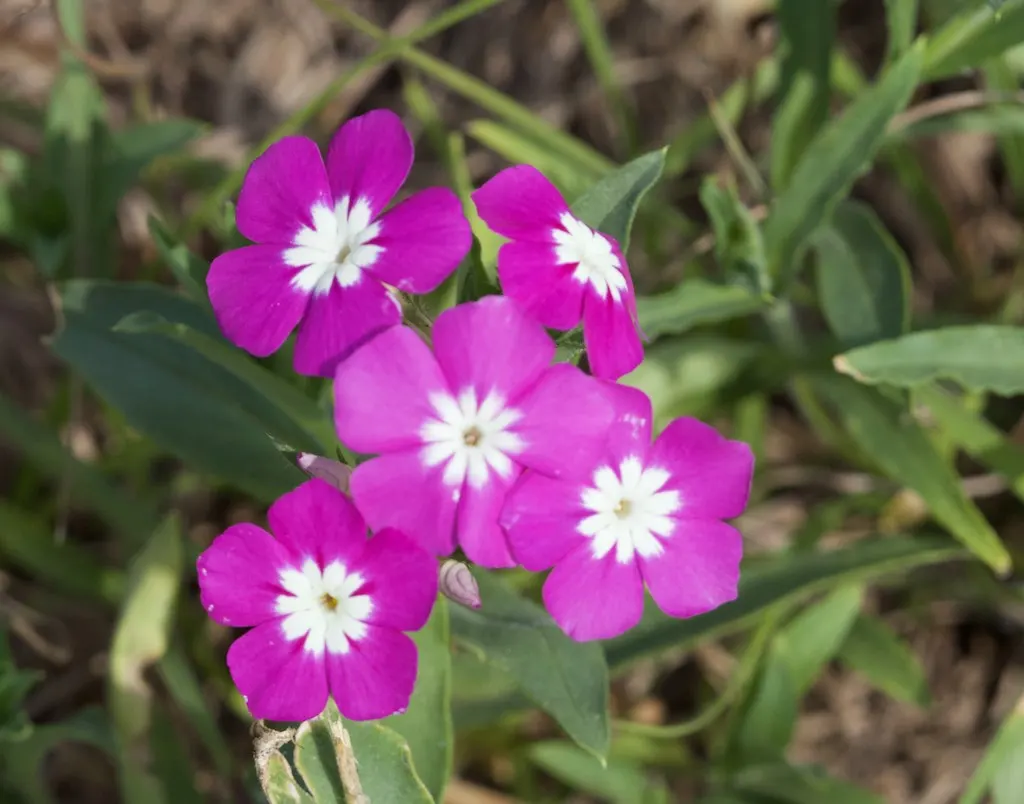 Annual Phlox (Phlox Drummondii) — Phlox drummondii, commonly known as Annual Phlox, is valued for its vibrant, star-shaped flowers; preferring full, image 73