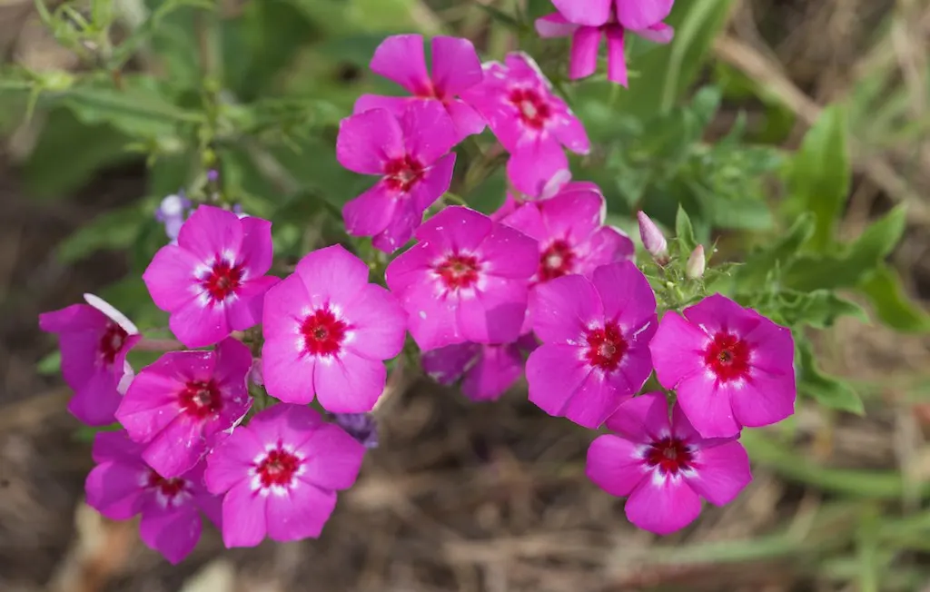 Annual Phlox (Phlox Drummondii) — Phlox drummondii, commonly known as Annual Phlox, is valued for its vibrant, star-shaped flowers; preferring full, image 97