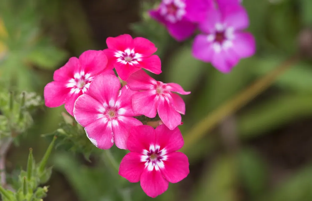Annual Phlox (Phlox Drummondii) — it adds a prolonged splash of color and attracts butterflies to the landscape; can attract pollinators like, image 54