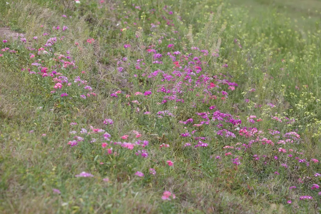 Annual Phlox (Phlox Drummondii) — commonly known as Annual Phlox; multi-colored and pink flowers in the garden, image 103