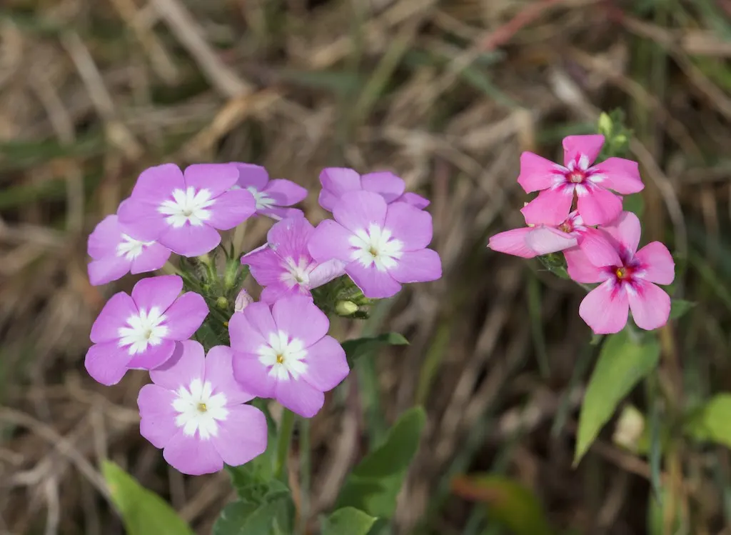 Annual Phlox (Phlox Drummondii) — Whether creating a monochromatic scheme or a tapestry of assorted tones; consider its preference for full sun, image 92
