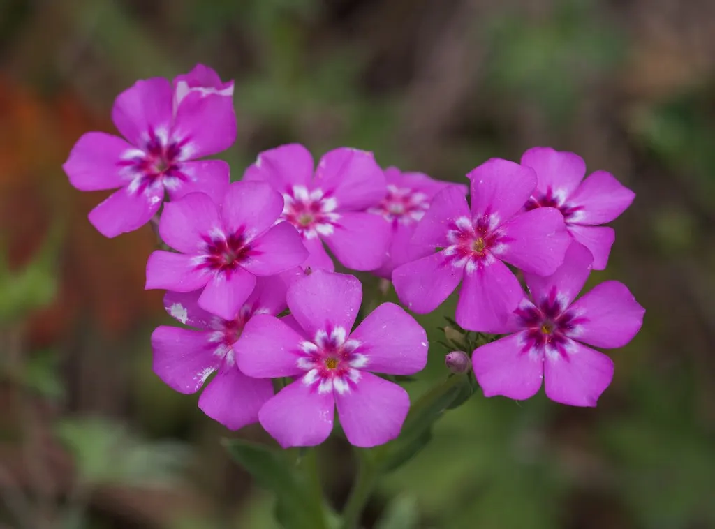 Annual Phlox (Phlox Drummondii) — In full bloom from spring to early fall; making it a favored choice for adding a pop of color to any garden, image 60