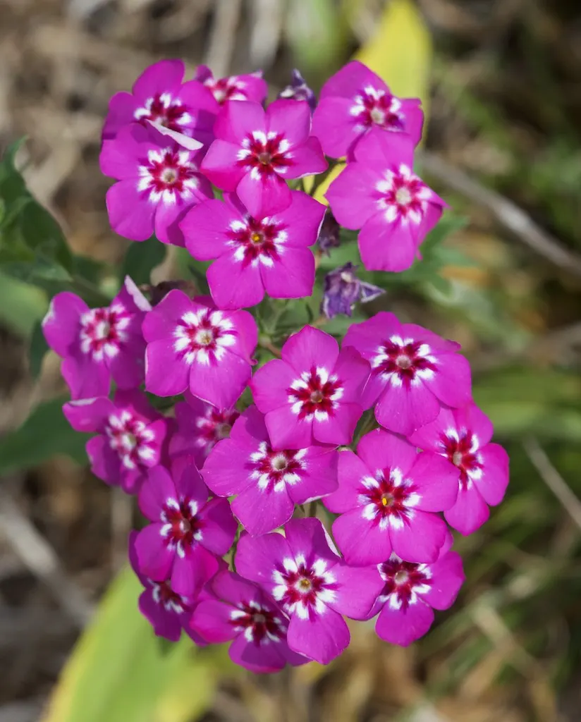 Annual Phlox (Phlox Drummondii) — This summer bloomer reaches 6-12 inches in height and spreads up to 12 inches