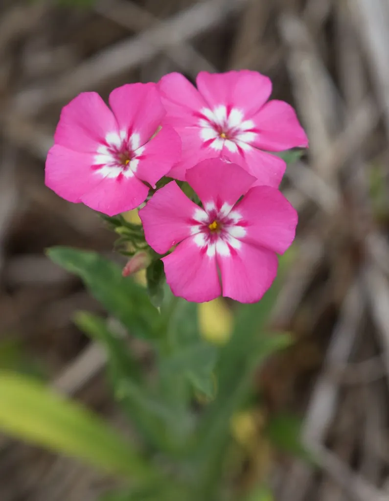 Annual Phlox (Phlox Drummondii) — Preferring full sun to partial shade, it thrives in well-drained soil; phlox drummondii, commonly known as Annual, image 76