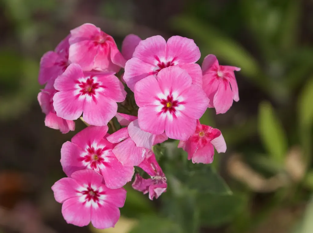 Annual Phlox (Phlox Drummondii) — enriching the garden's ecosystem.<br><br>When designing with Phlox drummondii; its clustered star-shaped flowers, image 64