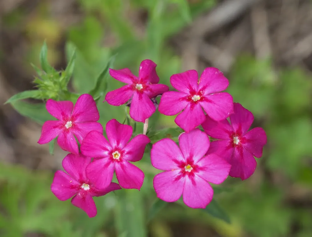 Annual Phlox (Phlox Drummondii) — making it a favored choice for adding a pop of color to any garden; in full bloom from spring to early fall, image 81
