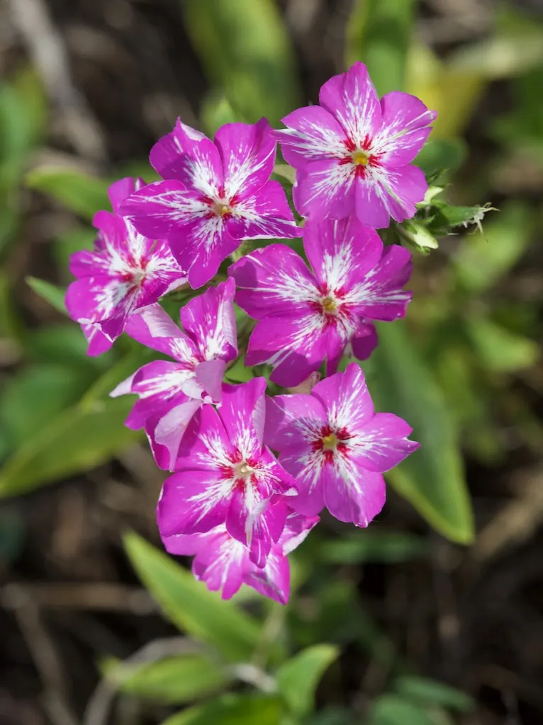 Annual Phlox (Phlox Drummondii) — Originating from central Texas but now widely cultivated; but ensure proper spacing of about 10 to 12 inches, image 82