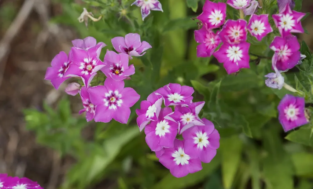 Annual Phlox (Phlox Drummondii) — Phlox drummondii, commonly known as Annual Phlox, is valued for its vibrant, star-shaped flowers; preferring full sun to