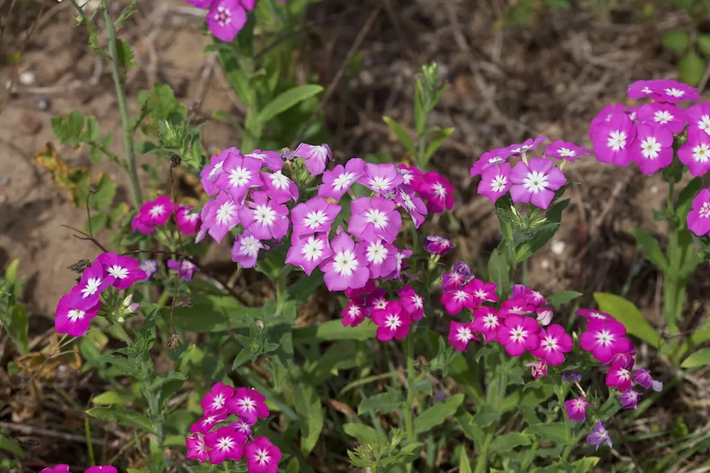 Annual Phlox (Phlox Drummondii) — presents a symphony of vibrant hues