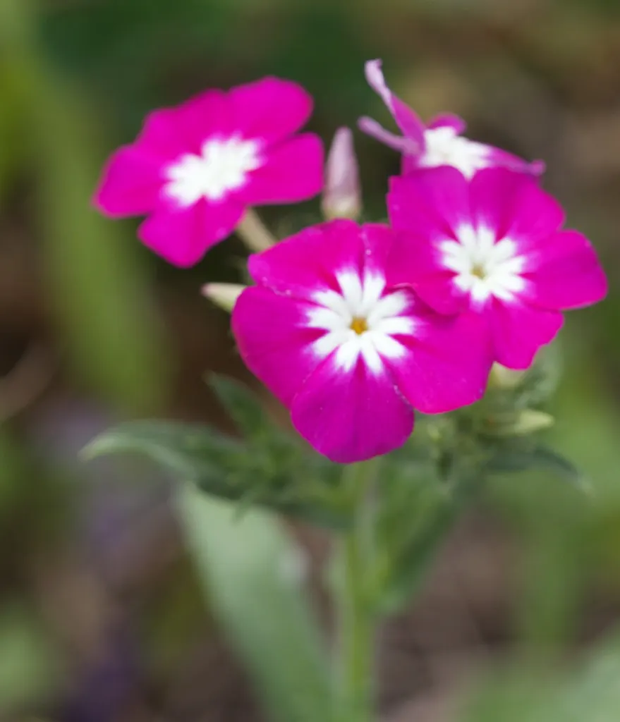 Annual Phlox (Phlox Drummondii) — Preferring full sun to partial shade, it thrives in well-drained soil; phlox drummondii, commonly known as Annual, image 100
