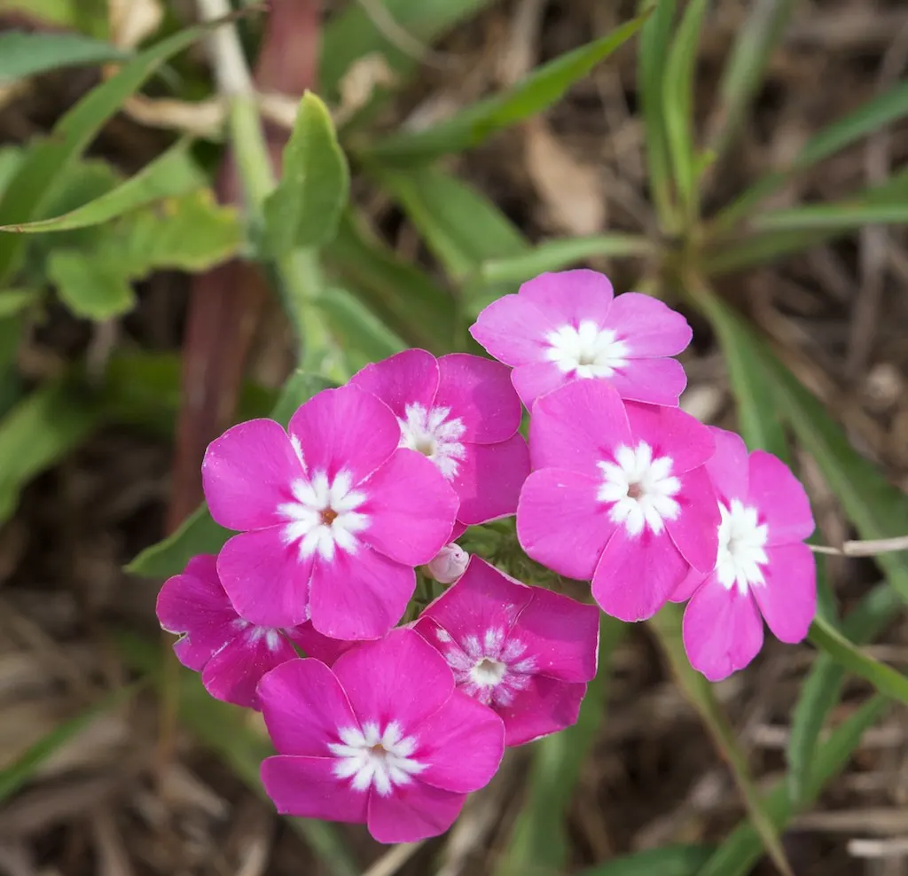 Annual Phlox (Phlox Drummondii) — commonly known as Annual Phlox; multi-colored and pink flowers in the garden