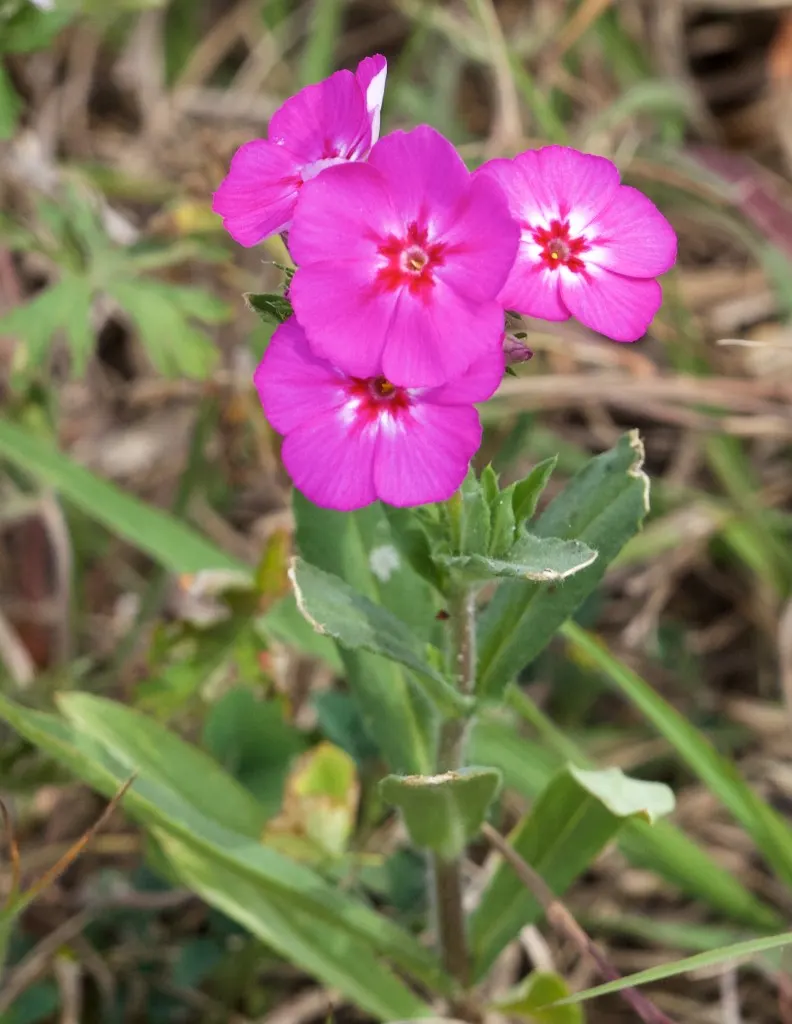 Annual Phlox (Phlox Drummondii) — it adds a prolonged splash of color and attracts butterflies to the landscape