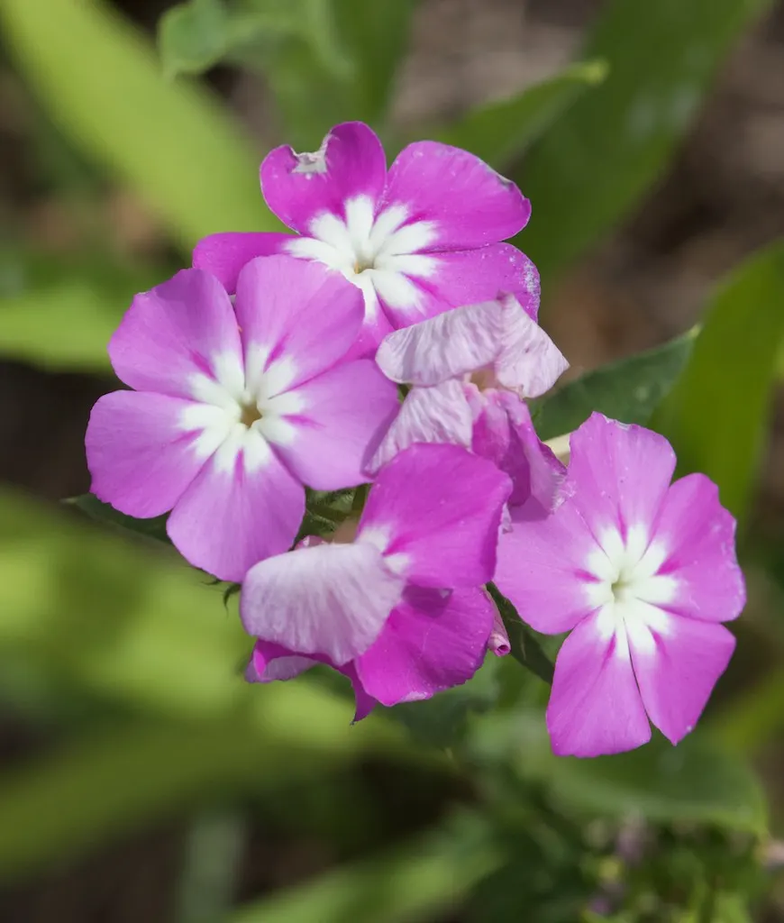 Annual Phlox (Phlox Drummondii) — its clustered star-shaped flowers come in an array of colors including pink; enriching the garden's, image 85