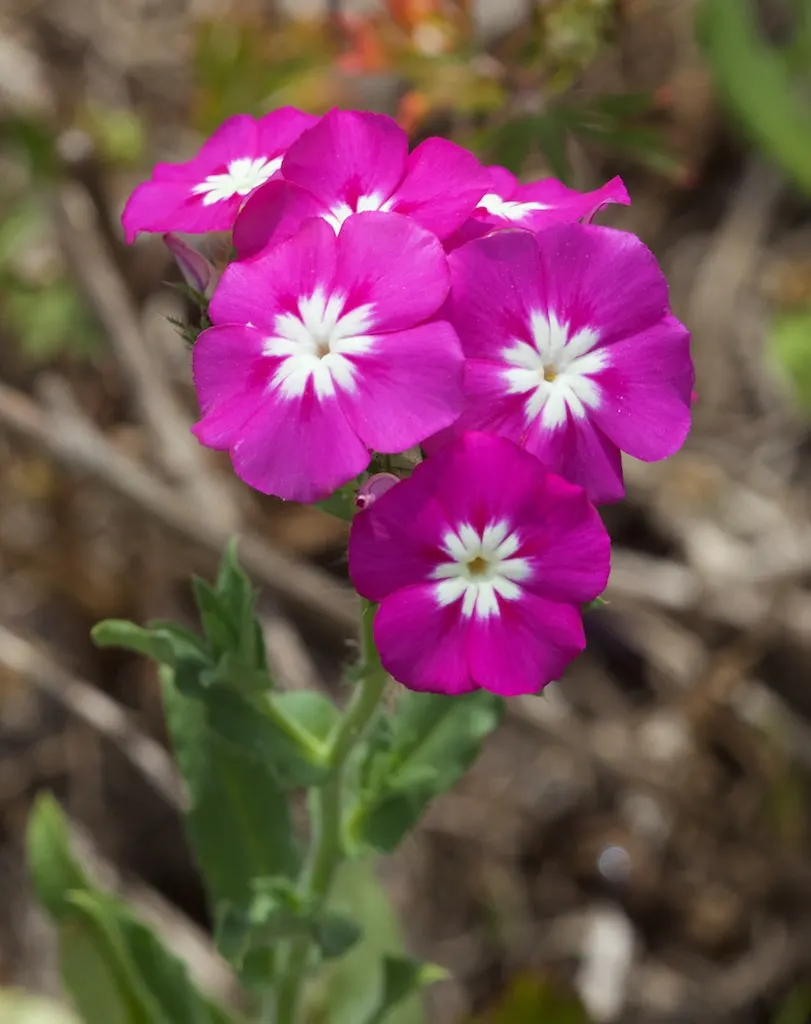 Annual Phlox (Phlox Drummondii) — Preferring full sun to partial shade, it thrives in well-drained soil